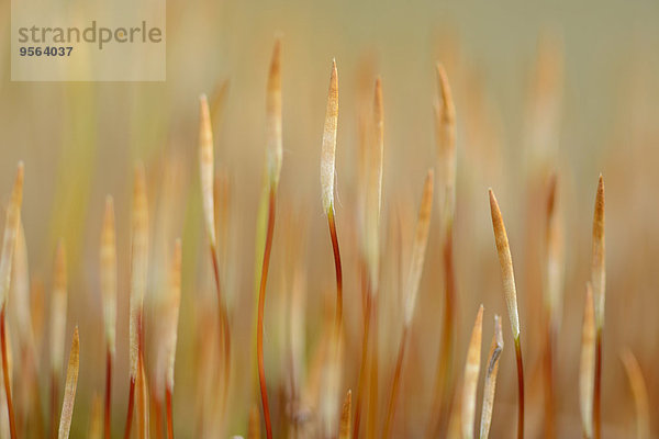 Wand Knospe Close-up Schraube Bayern Deutschland Moos