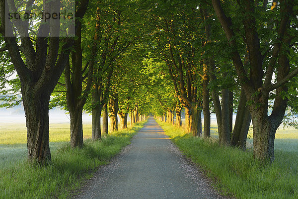 Europa Baum Fernverkehrsstraße Menschenreihe Kastanie Deutschland Hessen