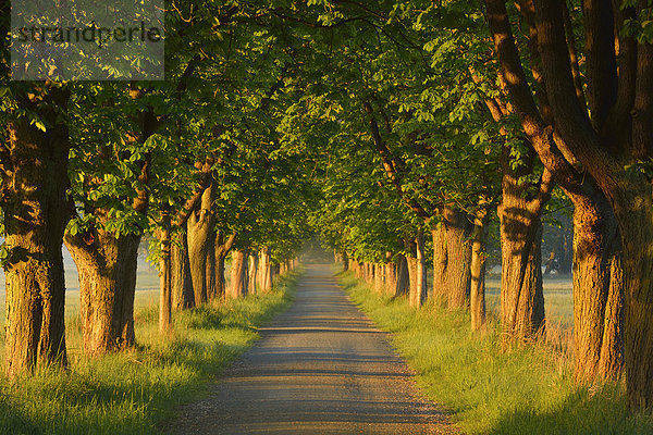 Europa Morgen Baum Beleuchtung Licht Fernverkehrsstraße früh Menschenreihe Kastanie Deutschland Hessen