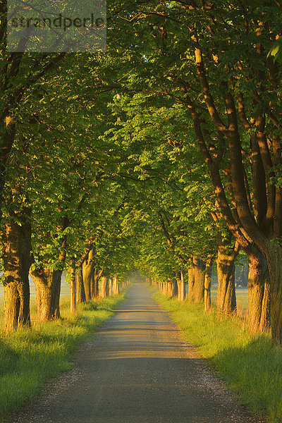 Europa Morgen Baum Beleuchtung Licht Fernverkehrsstraße früh Menschenreihe Kastanie Deutschland Hessen