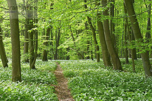 Europa europäisch Wald Bärlauch Allium ursinum Buche Buchen Lauch Deutschland Thüringen