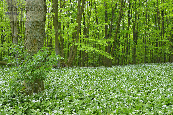 Europa europäisch Wald Bärlauch Allium ursinum Buche Buchen Lauch Deutschland Thüringen