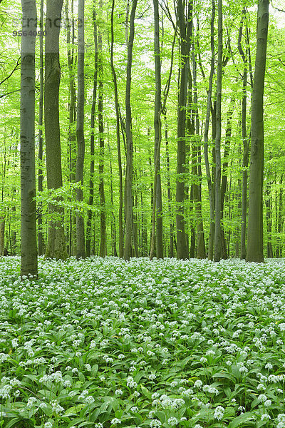 Europa europäisch Wald Bärlauch Allium ursinum Buche Buchen Lauch Deutschland Thüringen