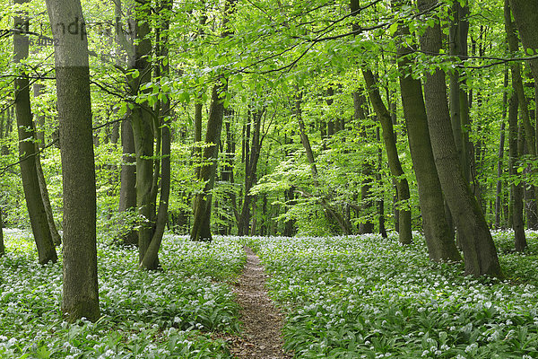 europäisch Weg Wald Bärlauch Allium ursinum Buche Buchen Lauch Deutschland Thüringen
