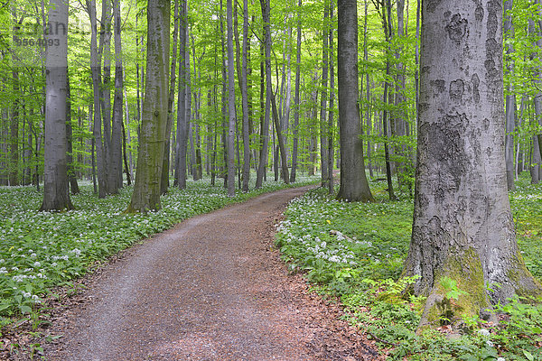 europäisch Weg Wald Bärlauch Allium ursinum Buche Buchen Lauch Deutschland Thüringen