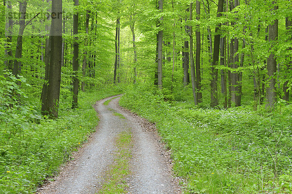 Europa Weg Wald Buche Buchen Deutschland Thüringen