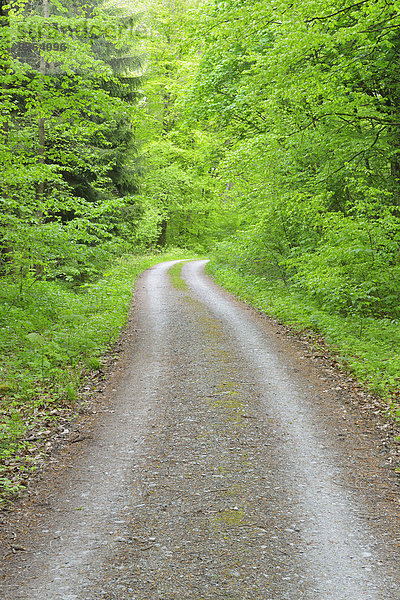 Europa Fernverkehrsstraße Wald Buche Buchen Deutschland Thüringen