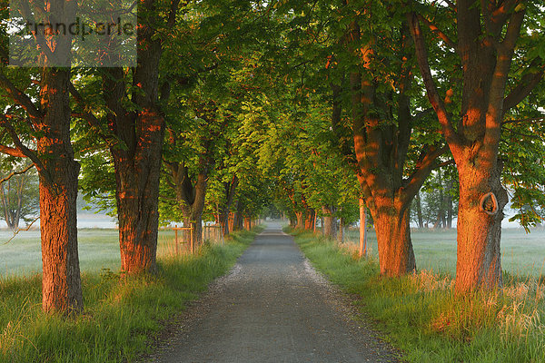 Europa Morgen Baum Beleuchtung Licht früh Menschenreihe Kastanie Allee Deutschland Hessen