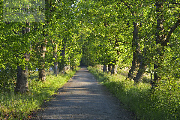 Europa Baum Menschenreihe Kastanie Allee Deutschland Hessen