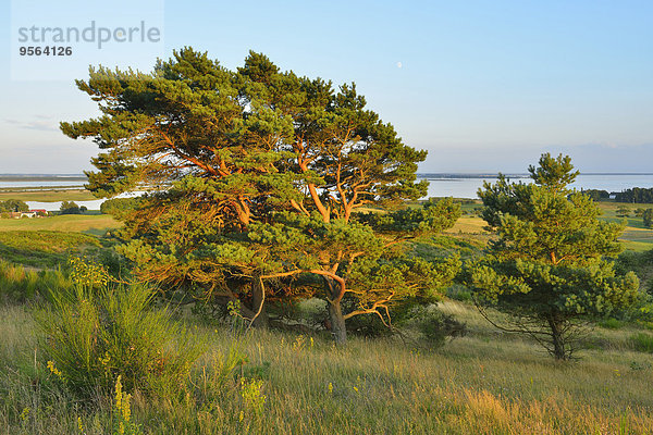 Sommer Baum Insel Kiefer Pinus sylvestris Kiefern Föhren Pinie Baltikum Ostsee Baltisches Meer Deutschland Hiddensee