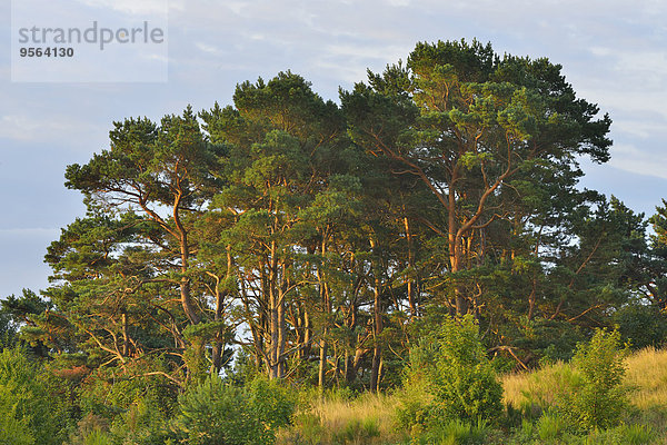 Sommer Baum Wald Insel Kiefer Pinus sylvestris Kiefern Föhren Pinie Baltikum Ostsee Baltisches Meer Deutschland Hiddensee