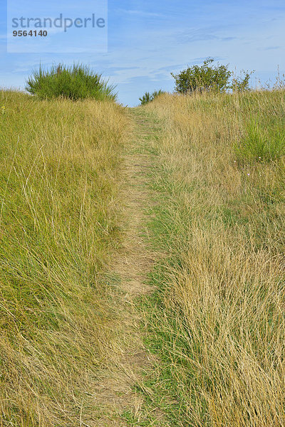 Sommer Weg Insel Baltikum Ostsee Baltisches Meer Deutschland Hiddensee