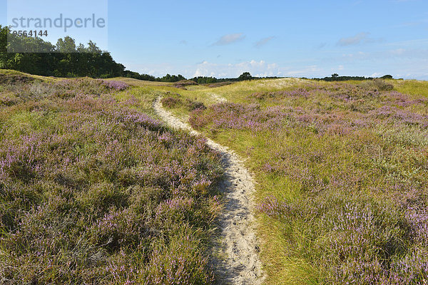 Sommer Baum Weg Insel Kiefer Pinus sylvestris Kiefern Föhren Pinie Düne Baltikum Ostsee Baltisches Meer Deutschland Heide Hiddensee