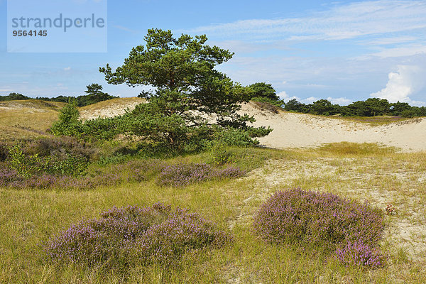 Sommer Baum Insel Kiefer Pinus sylvestris Kiefern Föhren Pinie Düne Baltikum Ostsee Baltisches Meer Deutschland Heide Hiddensee