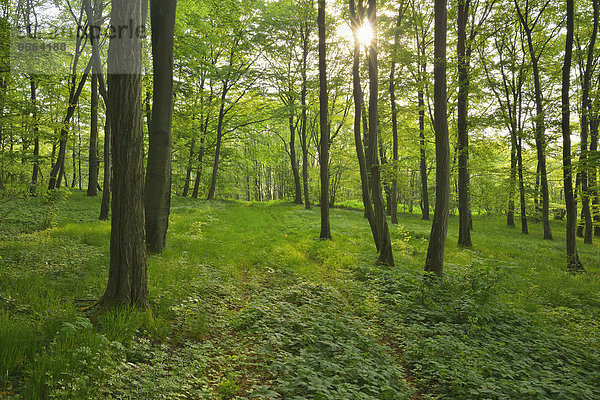 Wald Deutschland Hessen Sonne