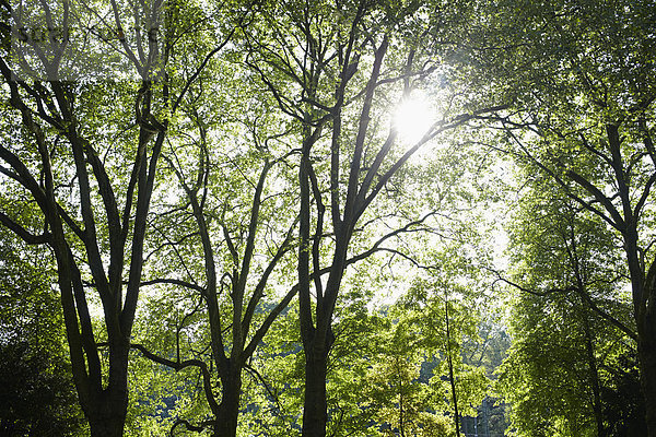 Baum Close-up Sonnenlicht Frühling Deutschland