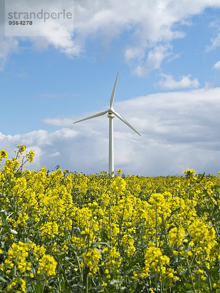 Windturbine Windrad Windräder Feld Canola Deutschland Nordrhein-Westfalen