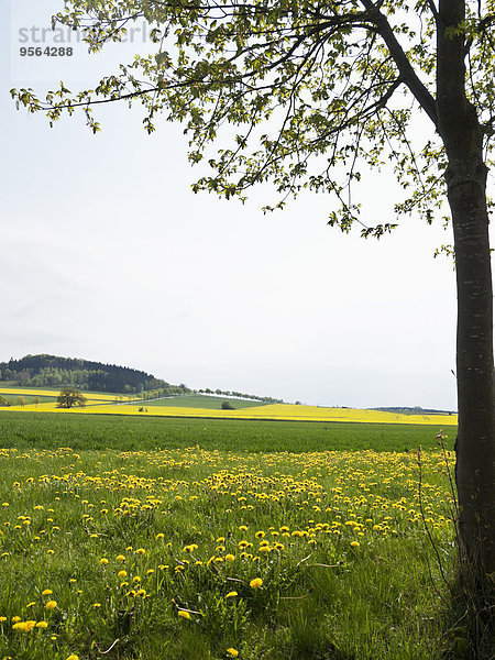 Landschaftlich schön landschaftlich reizvoll Baum Feld Fokus auf den Vordergrund Fokus auf dem Vordergrund Ansicht Deutschland Nordrhein-Westfalen