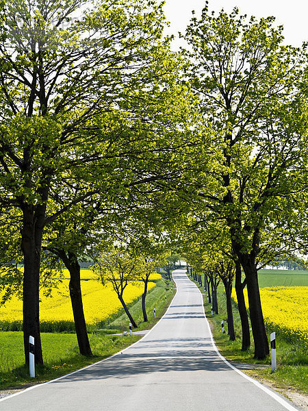 Baum Hügel Bundesstraße Ansicht Menschenreihe Deutschland Nordrhein-Westfalen