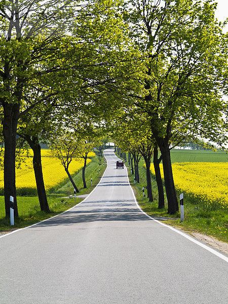 Baum Hügel Bundesstraße Ansicht Menschenreihe Deutschland Nordrhein-Westfalen