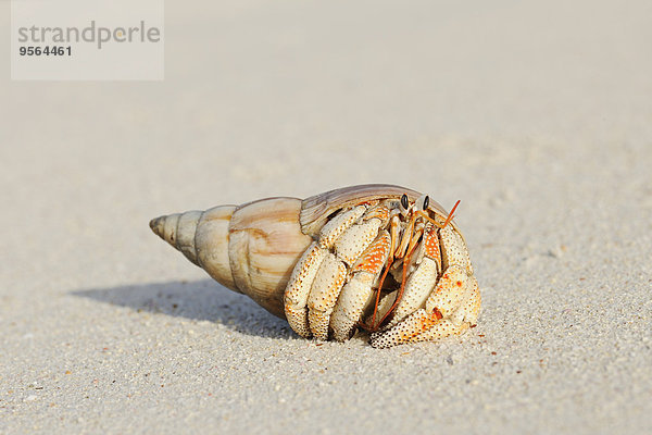 Strand Close-up Sand Krabbe Krebs Krebse La Digue Seychellen