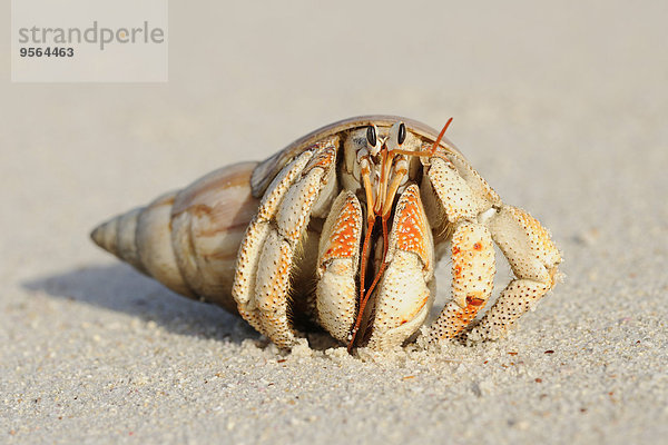 Strand Close-up Sand Krabbe Krebs Krebse La Digue Seychellen