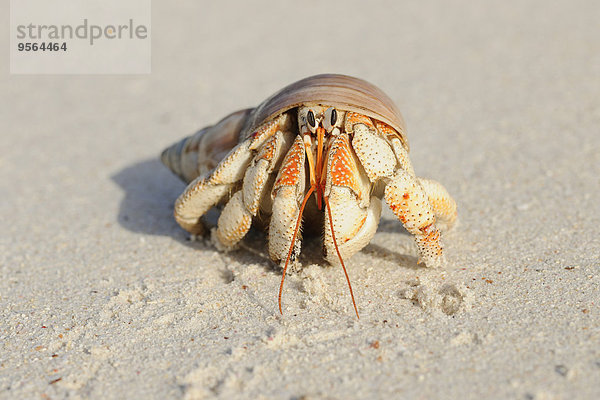 Strand Close-up Sand Krabbe Krebs Krebse La Digue Seychellen