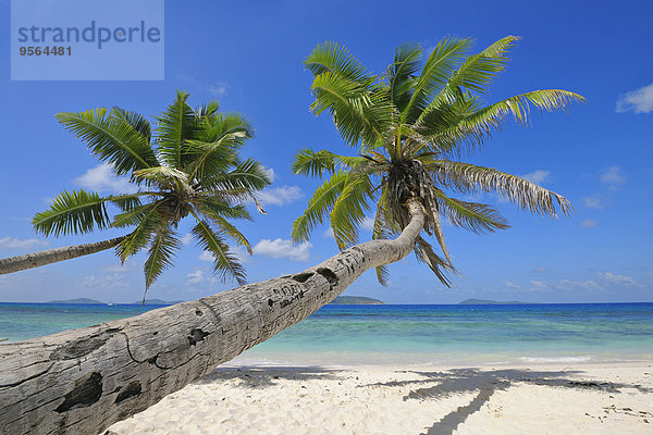Strand Baum Ozean Indianer La Digue Seychellen