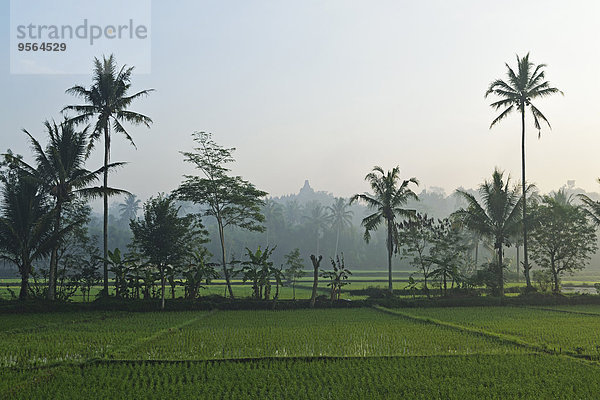 entfernt Feld Reis Reiskorn Indonesien Java