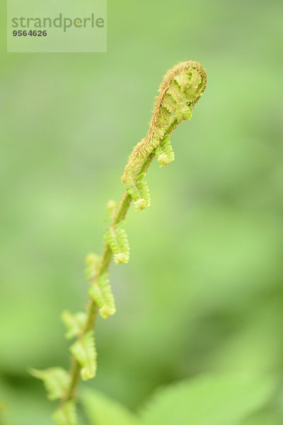 Wald Farn Close-up Österreich Wurmfarn