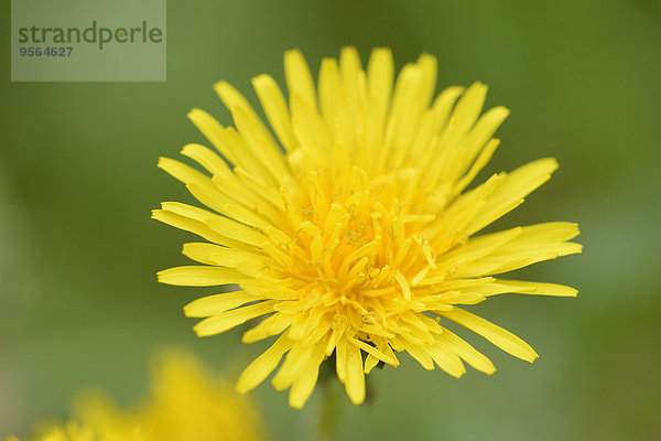 Blüte Close-up Wiese Löwenzahn Österreich