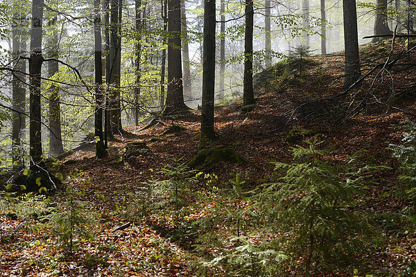 Landschaft Wald Bayern Deutschland Nationalpark Bayerischer Wald