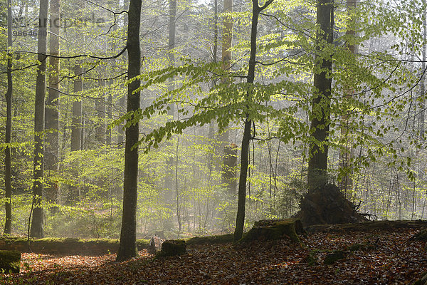 europäisch Landschaft Wald Buche Buchen Bayern Deutschland Nationalpark Bayerischer Wald