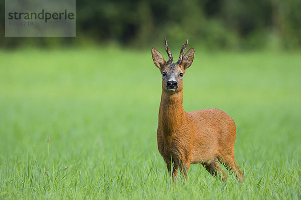 Portrait europäisch Sommer Bock Deutschland Hessen