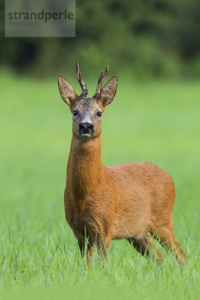 Portrait europäisch Sommer Bock Deutschland Hessen