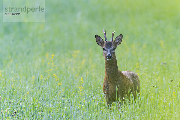 Portrait europäisch Sommer Bock Deutschland Hessen