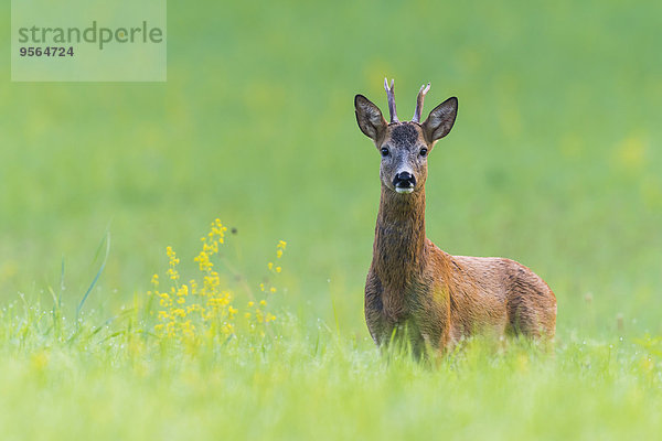 Portrait europäisch Sommer Bock Deutschland Hessen