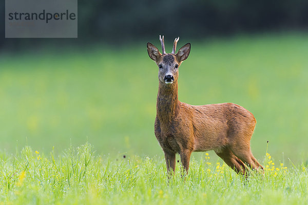 Portrait europäisch Sommer Bock Deutschland Hessen