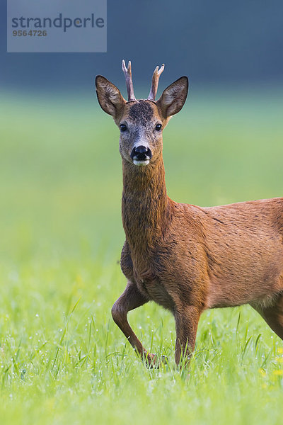 Portrait europäisch Sommer Bock Deutschland Hessen