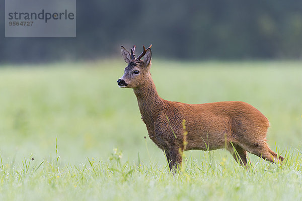 europäisch Sommer Bock Deutschland Hessen