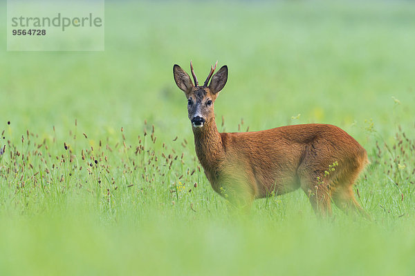 Portrait europäisch Sommer Bock Deutschland Hessen