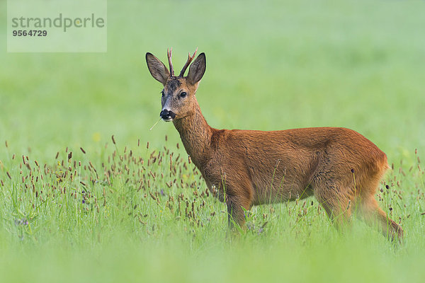 Portrait europäisch Sommer Bock Deutschland Hessen