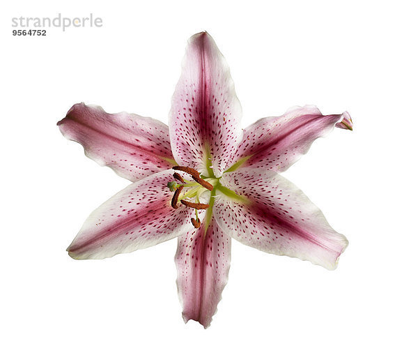 Studioaufnahme Blume weiß Hintergrund pink Lilie