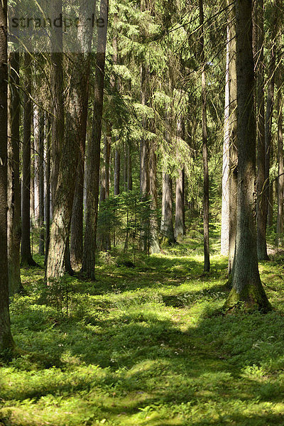 Sommer Landschaft Wald mischen Bayern Deutschland Mixed