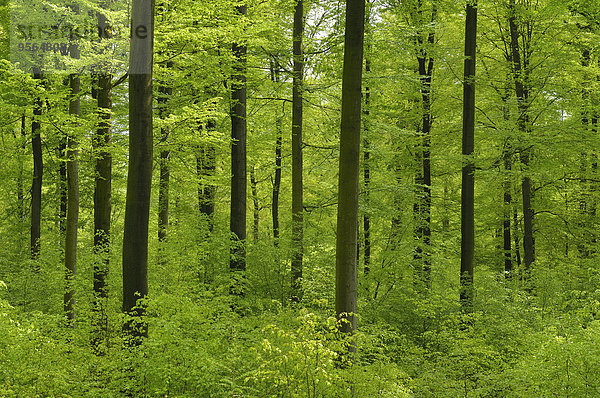 Baum Wald Buche Buchen Bayern Deutschland