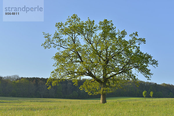 Baum Eiche Deutschland Hessen
