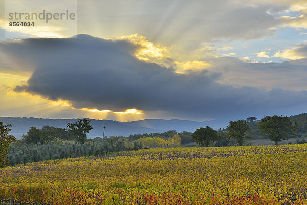 Ländliches Motiv ländliche Motive Herbst Italien Montalcino Toskana Weinberg Provinz Siena