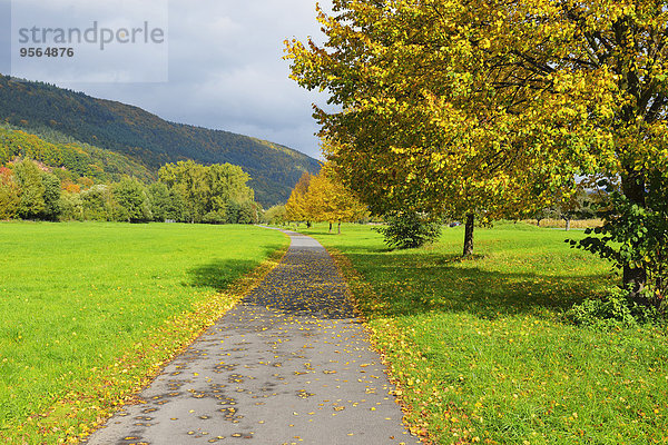 Baum Weg Herbst Limette Bayern Deutschland Miltenberg