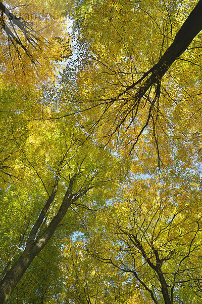 Baum Wald Herbst Buche Buchen Bayern Deutschland