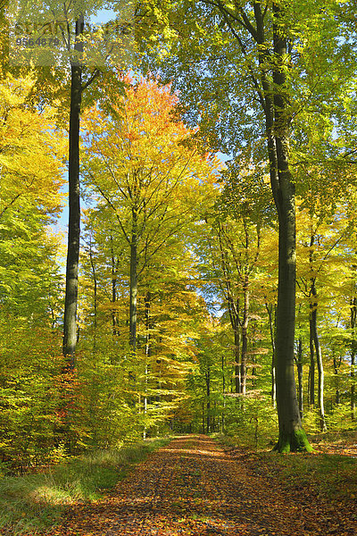 Weg Wald Herbst Bayern Deutschland